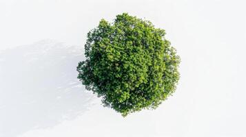 Aerial View of Tree from Directly Above photo