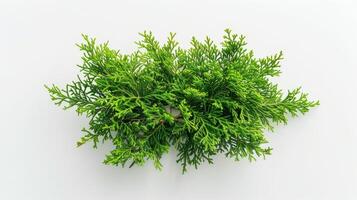 Cedar of God photo
