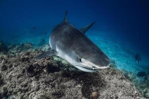 Tiger shark underwater in blue ocean. Shark swims close up photo