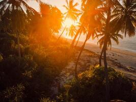 Aerial view of Maldives beach among palms trees with sunset or sunrise sunshine. photo