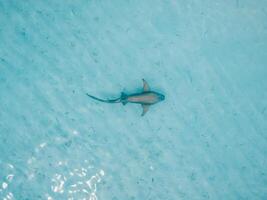 Nurse shark swims in transparent ocean on shallow water. Aerial view photo