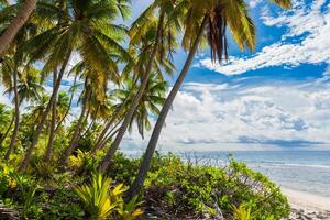 Tropical plants with coconut palm trees on beach in Fuvahmulah island, Maldives. Touristic banner with tropical sea photo