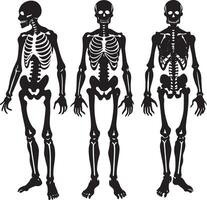 human skeleton ray render illustraton black and white vector