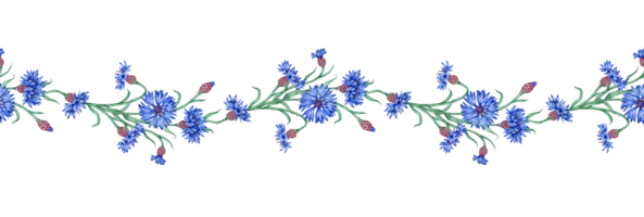 Cornflowers flowers blue pattern horizontal isolated from background watercolor illustration. Botanical composition element isolated from background. Suitable for cosmetics, aromatherapy, medicine, png