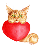 Watercolor illustration of a cute ginger kitten with a fluffy tail, holding a big red heart. Cartoon picture, valentine, card for loved ones. Isolated. Drawn by hand. png