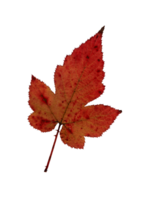 Herbst Gelb Rot Blatt, Herbarium. Schießen Nahansicht. Herbst saisonal Dekor. fallen Blätter Banner Vorlage. hell Blatt von ein Wald Baum. eben legen von Orange und Grün Laub. isoliert png