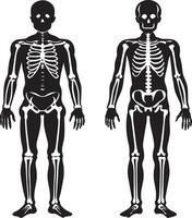 humano esqueleto ilustración aislado en blanco antecedentes vector