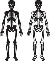 human skeleton illustration isolated on white background vector