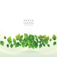 fresh green leaves background design vector