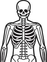 human skeleton illustration isolated on white background vector