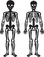 human skeleton ray render illustraton black and white vector