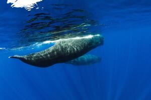 Sperm whales swimming in blue ocean, Mauritius. photo