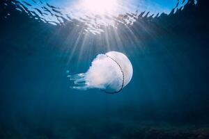 Jellyfish glides underwater with sun rays in ocean photo