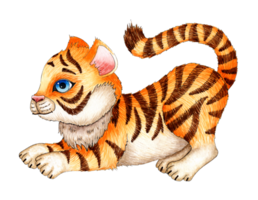 Watercolor painting cartoon tiger cub plays, hunts. The symbol of the Chinese New Year, Christmas. Illustration for childrens design. Isolated png