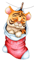 Watercolor painting of a cartoon tiger cub sleeping in a Christmas sock. The symbol of the Chinese New Year, Christmas. Winter childrens illustration. Isolated png