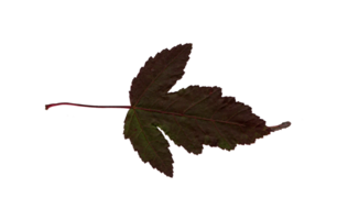 höst röd grön blad, herbarium. skytte närbild. höst säsong- dekor. faller löv baner mall. ljus blad av en skog träd. platt lägga av orange och grön lövverk. isolerat png
