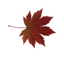 Autumn red maple leaf, herbarium. Shooting close-up. Autumn seasonal decor. Falling leaves banner template. Bright leaf of a forest tree. Flat lay of orange and green foliage. Isolated png