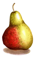 A juicy yellow pear with a red side and brown specks stands. Watercolor illustration isolated. Hand-drawn. png