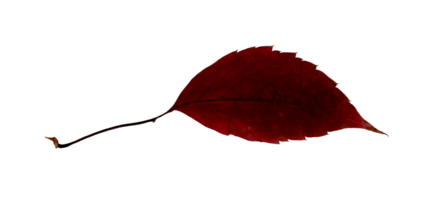 herfst rood blad, herbarium. het schieten detailopname. herfst seizoensgebonden decor. vallend bladeren banier sjabloon. helder blad van een Woud boom. vlak leggen van oranje en groen gebladerte. geïsoleerd png