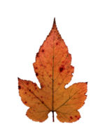 herfst geel blad, herbarium. het schieten detailopname. herfst seizoensgebonden decor. vallend bladeren banier sjabloon. helder blad van een Woud boom. vlak leggen van oranje en groen gebladerte. geïsoleerd png