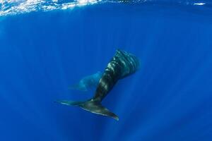 Sperm whales dive in blue ocean. Tails of whales photo