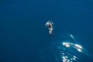 Aerial view of alone bottlenose dolphin in quiet sea. Mammal animal in blue sea photo