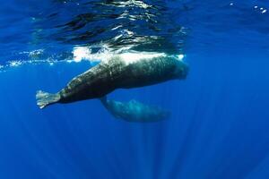 Sperm whales swimming underwater in ocean, Mauritius island photo