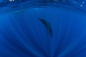 Sperm whales underwater in blue deep ocean in Mauritius. photo