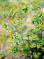 floración madera euforbio cerca arriba. euforia amigdaloides foto