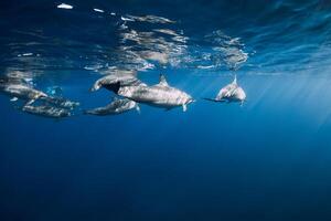 Spinner dolphins underwater in blue Indian ocean, Mauritius photo