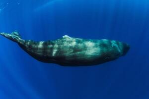 Sperm whales swimming underwater in ocean near Mauritius. photo