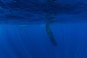 Sperm whale dive in blue ocean, Mauritius. photo