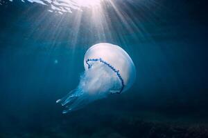 Jelly fish underwater with sun rays in ocean photo