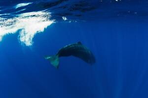Sperm whale swim in Indian ocean, near Mauritius. photo