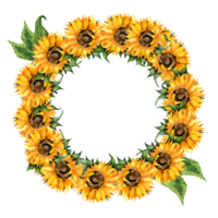 Sonnenblumen Aquarell Gemälde im ein runden rahmen. Herbst rahmen, das Erntedankfest, Ernte Festival, Gelb Blumen. botanisch Rand isoliert. gezeichnet durch Hand. png