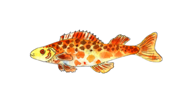 Watercolor illustration of a small orange fish with brown spots. Aquarium fish. Sea life. A pet. Isolated. Drawn by hand. png