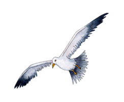 Watercolor illustration of realistic bird Seagull. Summer vacation at sea. Marine life, flying bird. Isolated. Drawn by hand. png