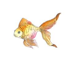 Watercolor illustration of a small goldfish. Aquarium fish. Sea life. Pet. Isolated. Drawn by hand. png