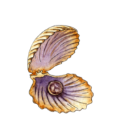 Watercolor illustration of an open seashell with a pearl. A clam seashell with a jewel inside. Pearl bead decoration. Isolated png