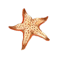 Watercolor painting beige starfish. Ocean, marine animals. Inhabitant of the seabed. Five rays of a star. Isolated. Drawn by hand. png