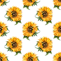 Watercolor illustration of sunflower flower pattern. Seamless repeating print of botanical floral background. Flowers, buds and leaves design elements. Isolated. Drawn by hand. png