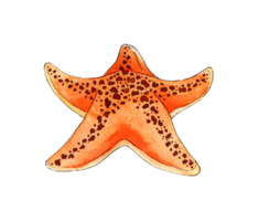 Watercolor painting orange starfish. Ocean, marine animals. Inhabitant of the seabed. Five rays of the star. Isolated. Drawn by hand. png