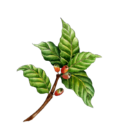 acquerello pittura caffè ramo. verde, rosso frutti di bosco e fiori su un' albero ramo. caffè piantagione. tropicale agricoltura. Locale biologico caffè azienda agricola. isolato. disegnato di mano. png