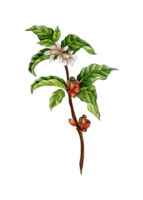 Watercolor painting coffee branch. Green, red berries and flowers on a tree twig. Coffee plantation. Tropical agriculture. Local organic coffee farm. Isolated png