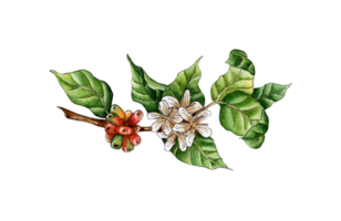 Watercolor painting coffee branch. Green, red berries and flowers on a tree twig. Coffee plantation. Tropical agriculture. Local organic coffee farm. Isolated png