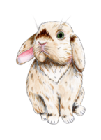 Watercolor illustration of a cute fluffy beige rabbit. Easter drawing of a hare. Nice pet. Picture for print. Isolated. Drawn by hand. png