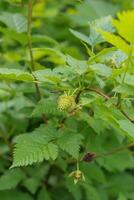 Blackberry or Rubus Americanus photo