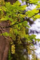 Bigleaf Maple Acer macrophyllum photo
