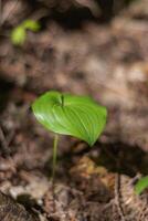 False Lily of the Valley maianthemum dilatatum photo