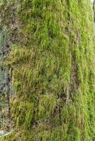 Moss on tree photo